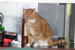 Foto van kater Rosso