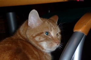 Foto van kater Tinus