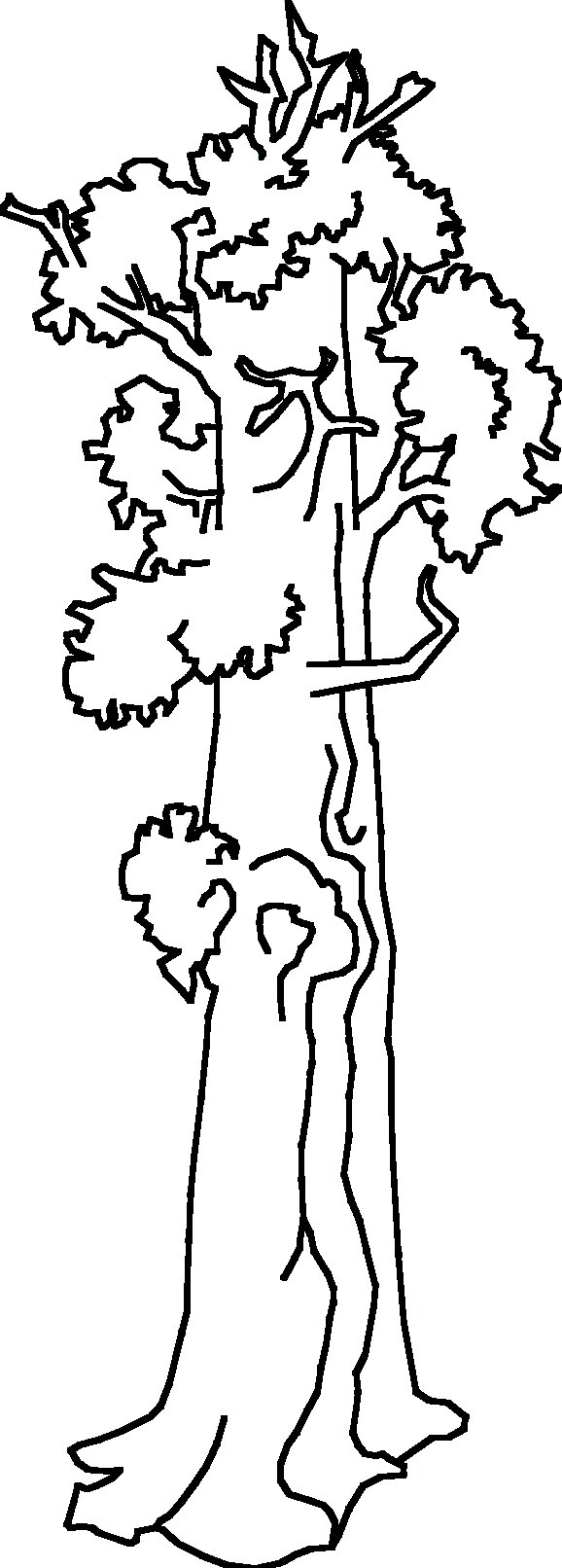 Beeld van Sequoia - redwood