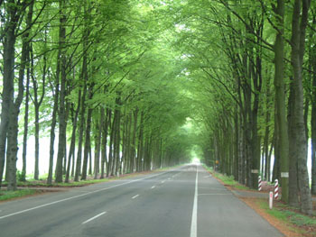 Landgoed-middachten-middachter-allee-2002