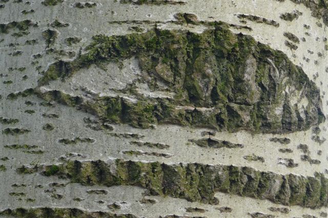 Foto van detail in boomschors
