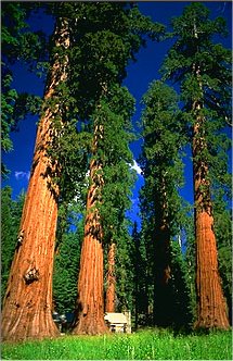 Sequoia's in Mariposa Grove