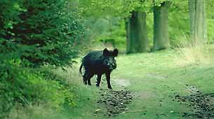 Wild zwijn