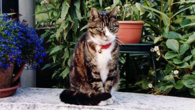 Wawonakat August