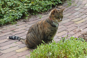 Mara hoort een ritsel 090808