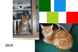 Webkatten Tinus Rosso introductie