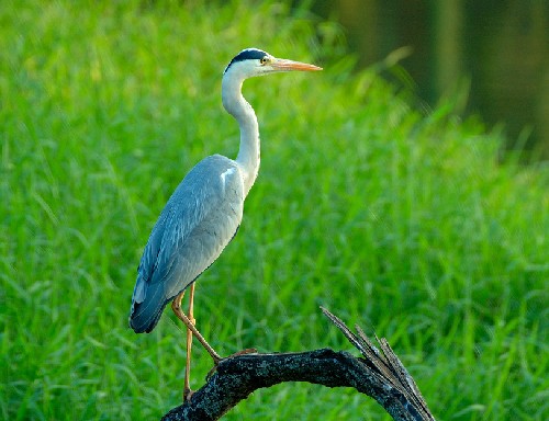 Reiger-maurick