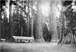 Sequoia Tree cabin Mariposa