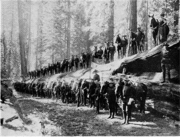 Sequoia fallen Monarch
