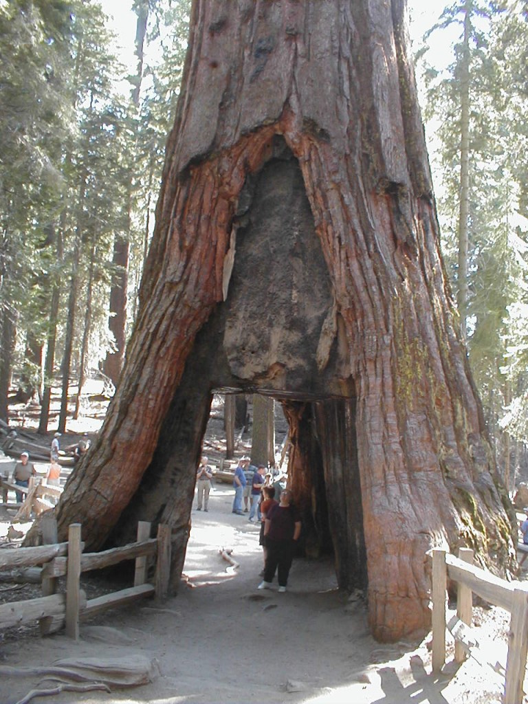 Sequoia Tree GroveTunnel in Mariposa