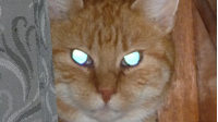 Verschrikte kat