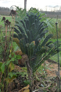 Palmkool Brassica oleracea 'Toscano'