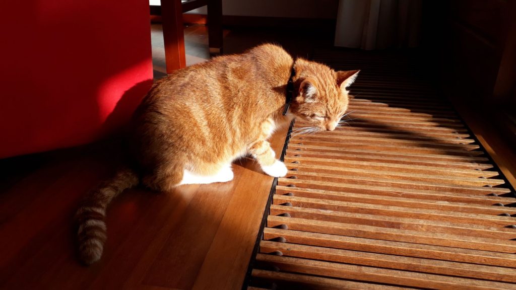 Webkat Rosso