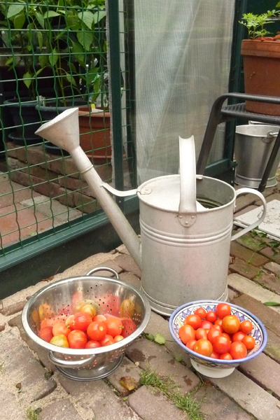 170727 Tomatenoogst met gieter bij tuinkas