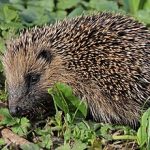 Egel (Erinaceus_europaeus)
