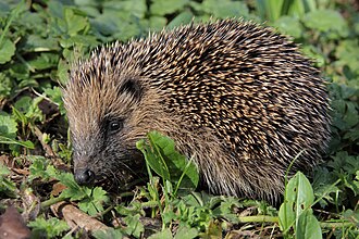 Egel (Erinaceus_europaeus)